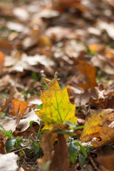 A back-lit greenish-yellow leaf on top of other brown, dry leaves. 