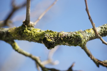 nature