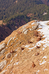 Wild mountain goats in Lechquellengebirge mountains