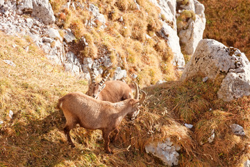 Wild mountain goats in Lechquellengebirge mountains