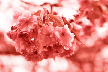 Sakura-Korallenblüte. Lebendige Korallenfarben. Farbe des Jahres 2019. © Slepitssskaya