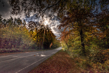 Road leading through the forrest