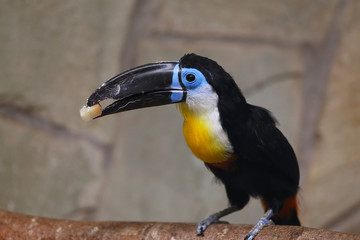 Toucan black-bellied in zoo. (Ramphastos vitellinus vitellinus). 