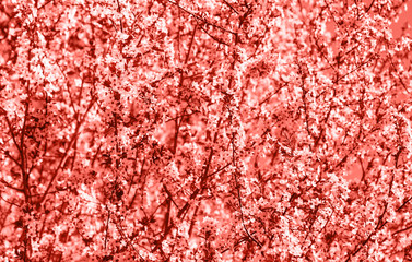 Sakura coral flower. Living coral colors. Color of the year 2019.