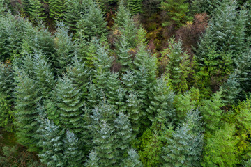 Overhead aerial view of an evergreen pine tree forest