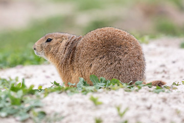 Wild prairie dog in Badlands National Park in South Dakota.