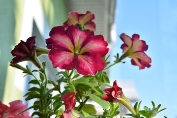 Blooming petunia on the balcony. Bright flowers grow in home.