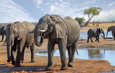 Two African Elephants - Africana Losodonta - drinking from a waterhole in Hwange National Park, Zimbabwe.  There is a small herd of elephants in the background.