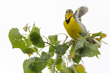 A western meadowlark sitting on a tree in Badlands National Park (South Dakota).