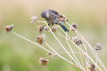 A western bluebird in Badlands National Park (South Dakota).