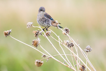 A western bluebird in Badlands National Park (South Dakota).