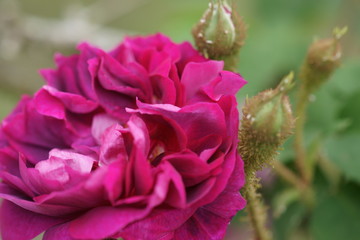 Fototapeta premium rose