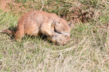 Wild prairie dog in Badlands National Park in South Dakota.