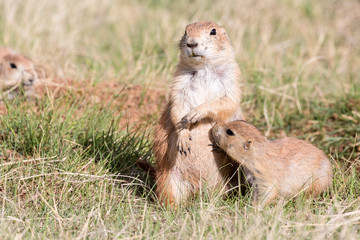 Fototapeta premium Wild prairie dog in Badlands National Park in South Dakota.