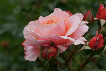 Fototapeta premium rose