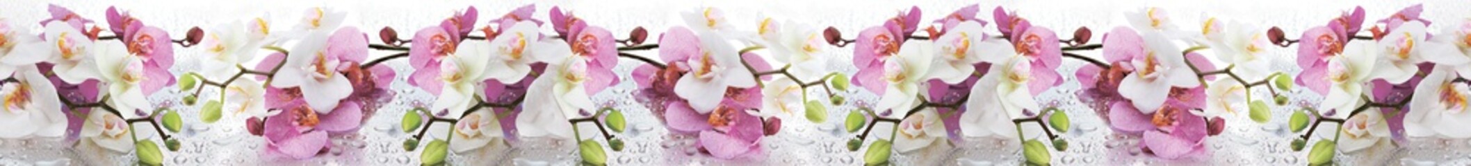a panorama of orchids - obrazy, fototapety, plakaty