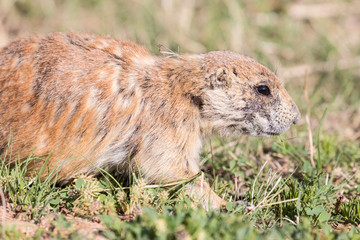 Wild prairie dog in Badlands National Park in South Dakota.