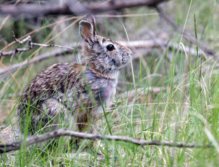 A wild cottontail rabbit in Badlands National Park (South Dakota). 