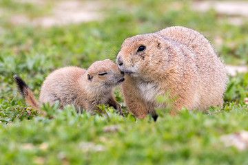 Wild prairie dog in Badlands National Park in South Dakota.