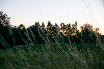 Wild summer meadow in evening sunset light with treens in the background 