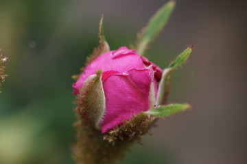 rose
