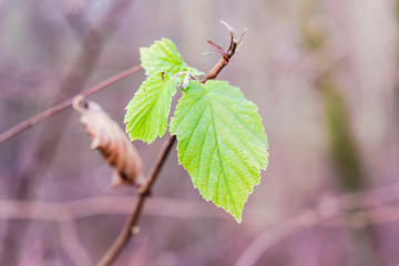 Green leafe in the fall 