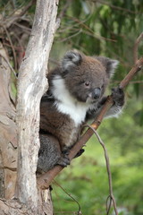 Cute grey and white koala sat in a tree of Australia