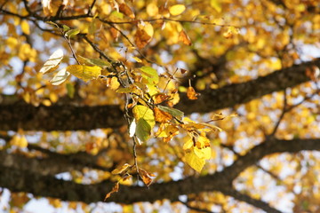 natur