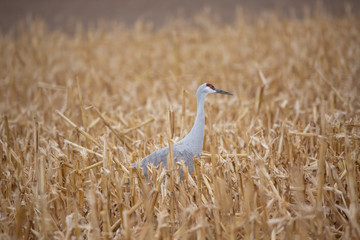 sandhill crane in field