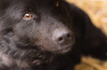 Close up of a black cute dog