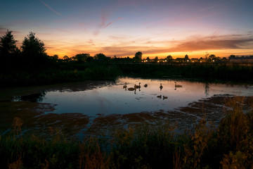 Plakat Group of swans in a pond at sunset