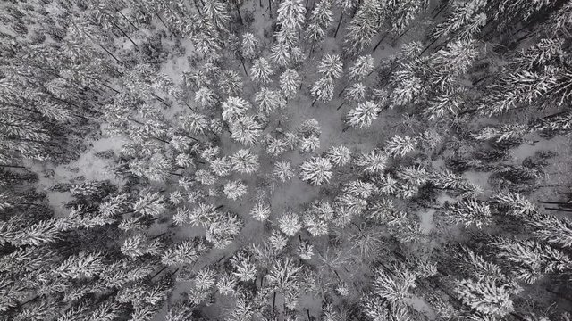 Aerial flyover frozen snowy spruce forest