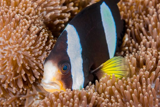 Clark's anemonefish (Amphiprion clarkii) in sea anemone (Actiniaria), Fuvahmulah Island, Indian Ocean, Maldives, Asia