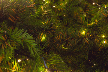 Blurred Christmas tree background.