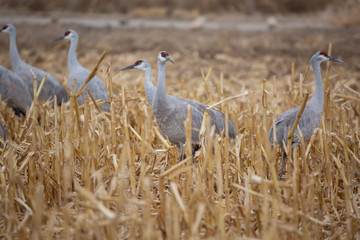 sandhill crane in field