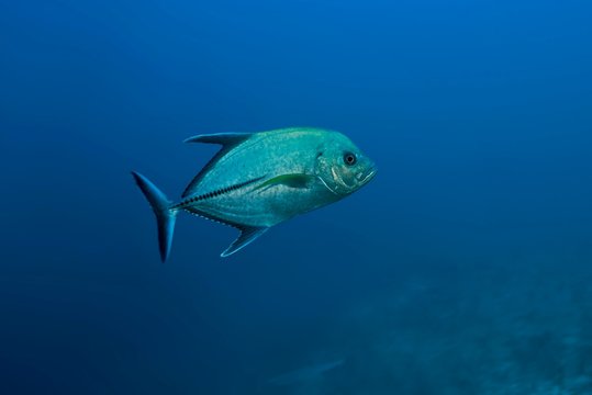 Black Jack (Caranx lugubris), Indian Ocean, Maldives, Asia