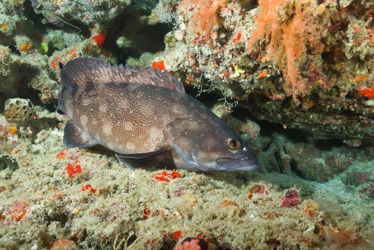 Whitespotted grouper (Epinephelus coeruleopunctatus) near coral reef, Indian Ocean, Maldives, Asia