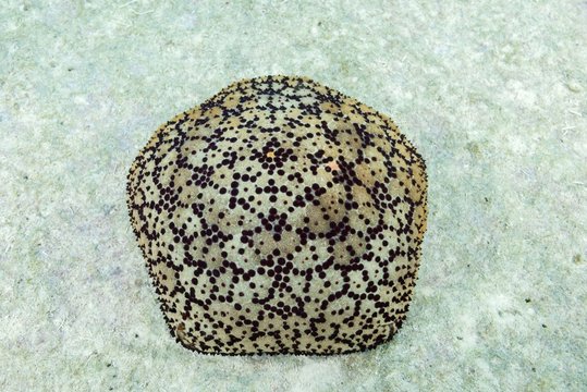 Cushion Star or Spiny cushion star (Culcita schmideliana), Indian Ocean, Maldives, Asia