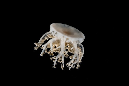 Upside-down jellyfish (Cassiopea andromeda) in the night, Indian Ocean, Maldives, Asia