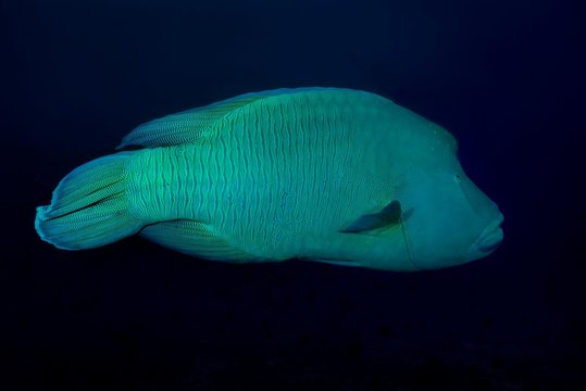 Napoleonfish (Cheilinus undulatus) swims in blue water, Indian Ocean, Maldives, Asia