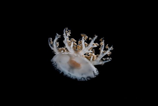 Upside-down jellyfish (Cassiopea andromeda) in the night, Indian Ocean, Maldives, Asia