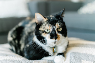 Calico Cat Portrait
