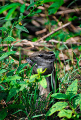 Scary Squrry