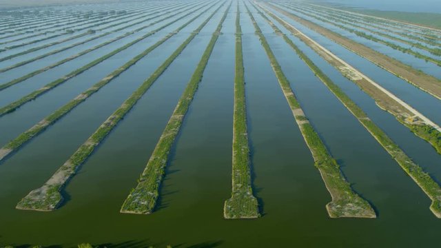 Aerial view of water nurseries for fish mollusc and crustacean larvae that require sheltered environment Florida 