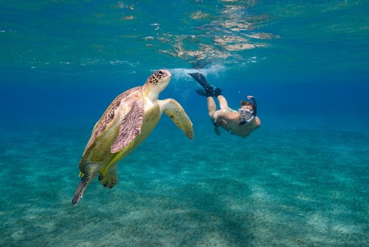 Woman with mask and fins snorkling with Green Sea Turtle (Chelonia mydas), Red Sea, Abu Dabab, Marsa Alam, Egypt, Africa