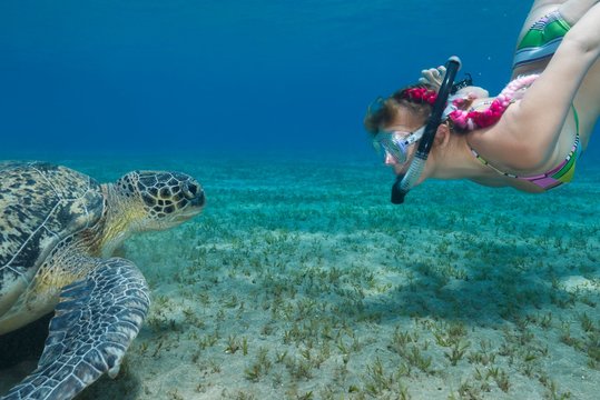 Woman with mask and fins snorkling with Green Sea Turtle (Chelonia mydas), Red Sea, Abu Dabab, Marsa Alam, Egypt, Africa