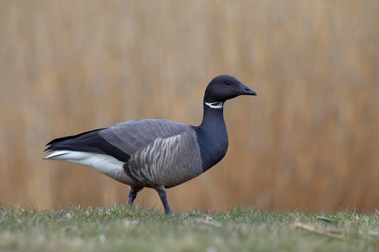 Brant Goose (Branta bernicla) stands in a meadow, National Park Lauwersmeer, Holland, Netherlands