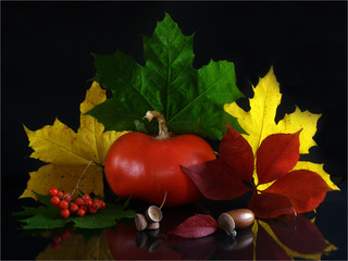 Still life with little bright orange pumpkin, acorns, rowan berries and autumn maple yellow and green leaves on black background   