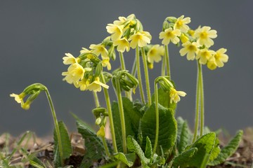 Cowslips (Primula veris), blossoms, Tyrol, Austria, Europe