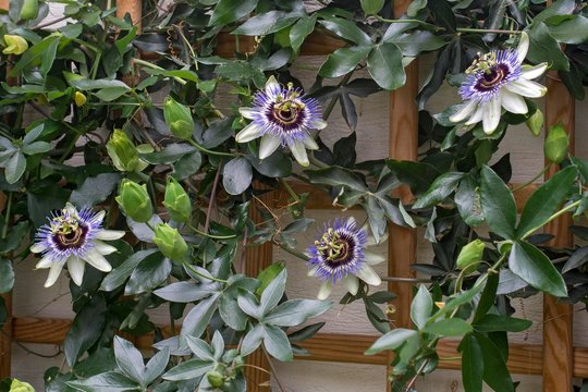 Blue passion flower (Passiflora caerulea), on a house wall on growth support, Burgenland, Austria, Europe